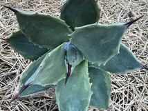 【農園直送】希少 アガベ パリー デザートデライト 斑入り Agave parryi ssp. huachucensis Desert Delight 特選優良強棘株　全写真現品_画像7