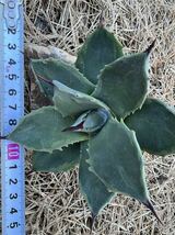 【農園直送】希少 アガベ パリー デザートデライト 斑入り Agave parryi ssp. huachucensis Desert Delight 特選優良強棘株　全写真現品_画像4