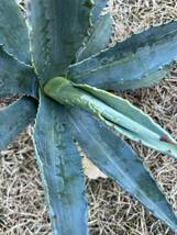 【初売り出品】特大サイズ　希少　AGAVE アガベ アメリカーナ　縞斑　斑入り　極上斑　Agave americana cv. striata 全写真現品　農園直送_画像8