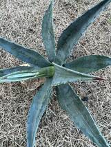 【初売り出品】特大サイズ　希少　AGAVE アガベ アメリカーナ　縞斑　斑入り　極上斑　Agave americana cv. striata 全写真現品　農園直送_画像6