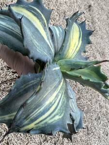 【初売り出品】大サイズ　希少　アガベ フェロックス錦　縞斑　斑入り　極上斑　レア斑　Agave salmiana var.ferox variegata 