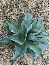 【農園直送】超特大サイズ　AGAVE アガベ　カメオ　オバティフォリア　斑入り　極上斑　希少　agave ovatifolia cameo 全写真現品_画像7