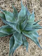 【農園直送】超特大サイズ　AGAVE アガベ　カメオ　オバティフォリア　斑入り　極上斑　希少　agave ovatifolia cameo 全写真現品_画像9