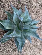 【農園直送】超特大サイズ　AGAVE アガベ　カメオ　オバティフォリア　斑入り　極上斑　希少　agave ovatifolia cameo 全写真現品_画像4