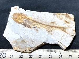 狼鰭魚（Lycoptera）化石・3-9・28g（中国産化石標本）