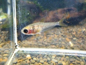 * free shipping * ghost lemon Tetra 