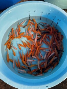 特価64☆錦鯉稚魚☆鯉仔　7～11ｃｍ　2Kg 200匹前後（大型魚、爬虫類の生餌　餌鯉　金魚すくい　子赤の代用）【松尾養魚場】生産者直送