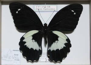 蝶標本　 ガンブリシウスアゲハ　（♂）