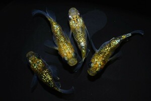 【雅めだか】夜桜ダルマ　稚魚5匹　画像の親から生まれた稚魚にります。　筑紫めだか様直系