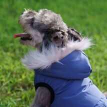 アイボリーSサイズ◆ダウン風 ジャケット フード付き コート 犬服 ブルゾン 防寒着 アウター ジャンパー 小型犬用 ペット用品 新作 新品 冬_画像10