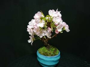 【ビャクシン】旭山桜／アサヒヤマサクラ 花芽いっぱい 樹高１８㎝ 小品盆栽 ミニ盆栽 盆栽 桜盆栽 優良素材 No５２ー８