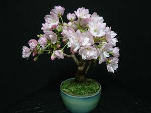 【ビャクシン】旭山桜／アサヒヤマサクラ 花芽いっぱい 樹高２０㎝ 小品盆栽 ミニ盆栽 盆栽 桜盆栽 優良素材 No２ー８