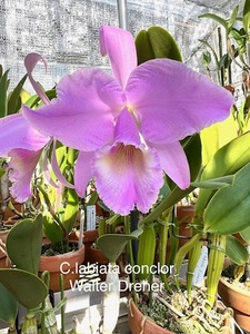 洋蘭 原種 カトレア C.labiata f.concolor 'Walter Dreher' FCC/AHS (OG)