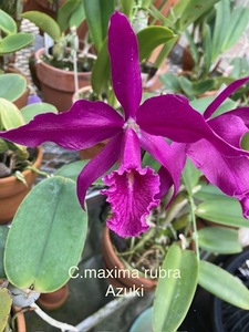 洋蘭 原種 カトレア C.maxima rubra 'Azuki' (OG)