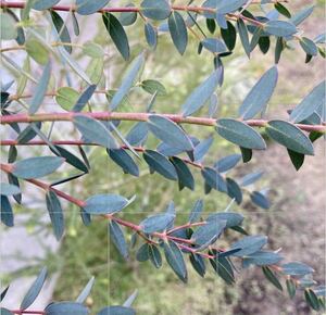  eucalyptus Pal pra fresh cut branch dry flower etc. swag