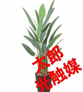 光触媒　人工観葉植物　ウォールグリーン　フェイクグリーン　ストレチアレギア