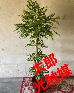 光触媒　人工観葉植物　ウォールグリーン　フェイクグリーン　トネリコ16466