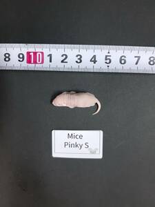  domestic production freezing mouse pink S 10 pcs 