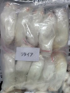 【送料無料・クール便発送】 冷凍リタイアマウス 10匹
