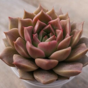 【多肉 エケベリア 原種 交配 実生】agavoides 'Romeo' electra × hyalina,San Luis de La Paz /'ロメオ'エレクトラ× ヒアリナ ラパス