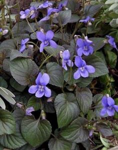 花の種☆ビオラ　ラブラドリカ☆お花がない時も銅葉が綺麗☆寄せ植えにも素敵です☆5粒