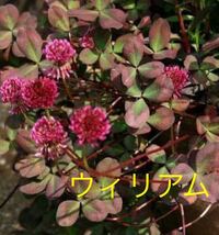 花の種☆赤花クローバー☆ウィリアム☆②☆花茎も黒く花色も濃い株より採取！☆銅葉もグランドカバーとして綺麗☆濃い赤花です！_画像3