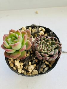 多肉植物☆マッコス&オリビア☆橙棒☆2品種、2苗植え☆カット苗☆どちらも、よく子吹き、群生します☆しっかり発根！