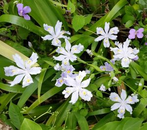 ■30本■シャガ　抜き苗　苗　30株　アヤメ科　自然 射干 アヤメ科 山野草 花 グランドカバーにも