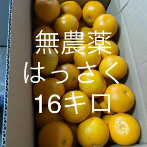 無農薬　八朔　16キロ