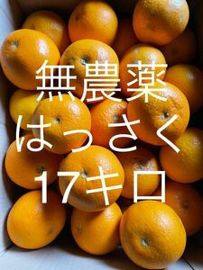 無農薬　八朔　　17Kg