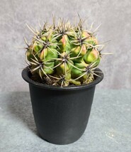 感謝の1円スタート！！！ギムノカリキウム アチラセンセ錦　紅葉タイプ サボテン 実生 Gymnocalycium_画像1