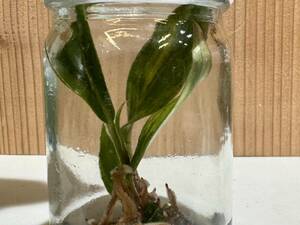 プレミアム培養　フィロデンドロン　キャラメルマーブル　バリエガータ　tissue culture Philodendron Caramel Marble Variegata 