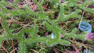 苔 テラリウム コケ 苔玉