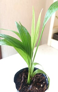 プリチャーディア 観葉植物 ヤシ ハワイ