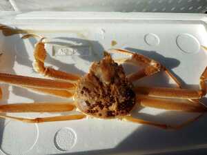  large matsuba crab .. attaching Boyle 35cm400g rank 1 pcs 2480 jpy prompt decision 