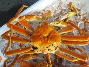  large female ... crab 200g rank 1 pcs 980 jpy prompt decision 