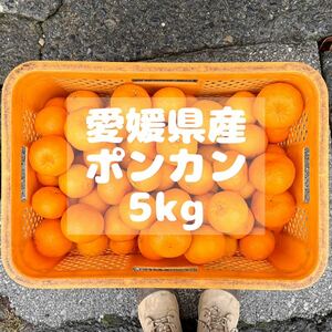 愛媛県産ポンカン　5kg