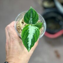 14. 実生株 アグラオネマ ピクタム Aglaonema pictum tricolor 南スマトラワイルド採取_画像2