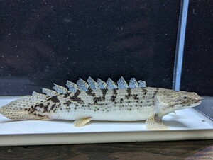 ポリプテルス ロイヤルバンド デルヘッジ 約23cm ショートっぽいセミショート 体高あり バンド綺麗 極美個体！極上品！ 極太個体！激レア！