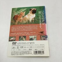 子猫物語−畑正憲監督作品−音楽・坂本龍一★DVD★中古品★レンタル落ち_画像2