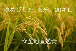 産地直送 令和5年北海道産玄米ゆめぴりか 20kg送料込み 数量限定！！