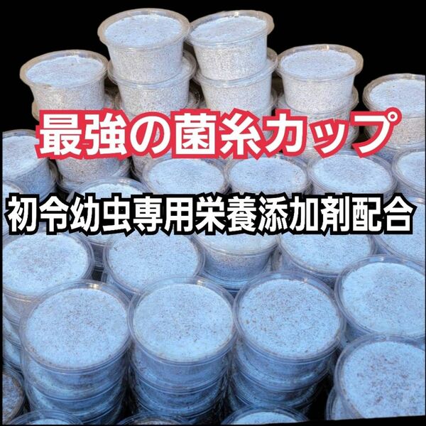 クワガタ幼虫の個別管理に！　ヒマラヤひらたけ菌糸カップ120ml【20個セット】初令、2令が食べやすく消化が早い栄養添加剤を配合！