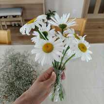 切花できるフランス菊の種50粒_画像6