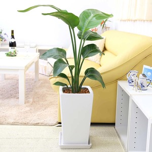  decorative plant -stroke rely Cheer ( -stroke re Cheer )* Augusta 7 number white square ceramics pot strut earth. surface is wood chip free shipping 