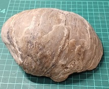 12602 牡蛎の化石　中新世中期　広島県　1166g　15cm×13cm×6cm　_画像8