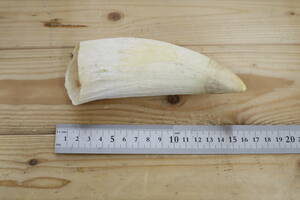 マッコウクジラ　鯨 歯 牙　重量：280g　抹香鯨　クジラ歯 根付 印材 標本 無垢 細密細工