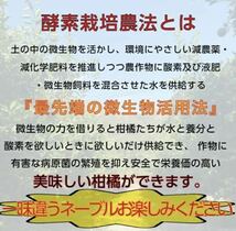 酵素栽培　広島県　瀬戸田　減農薬　2.5㌔　ネーブル　皮も食べる　みかん　オレンジ　ネーブルオレンジ_画像8