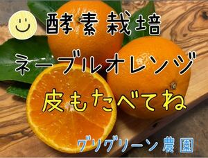 酵素栽培　ネーブル　広島県　瀬戸田　減農薬　皮も食べて　オランジェット　国産　オレンジピール　農園直送　オレンジ