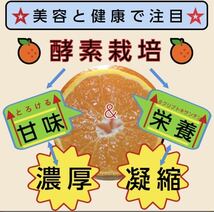 酵素栽培　ネーブル　広島県　瀬戸田　減農薬　皮も食べて　オランジェット　国産　オレンジピール　農園直送　オレンジ_画像6