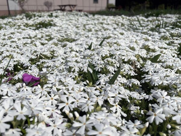 芝桜苗【初恋ホワイト 25ポット】ガーデニングにピッタリのお花